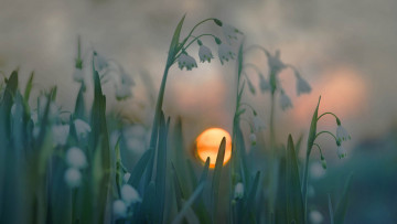Картинка цветы подснежники +белоцветники +пролески солнце закат трава