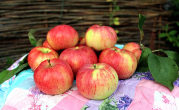 обоя еда, Яблоки, плоды, фрукты, яблоки