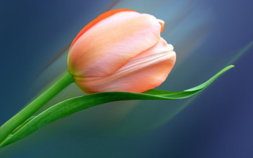 Картинка цветы тюльпаны лист лепестки тюльпан цветок