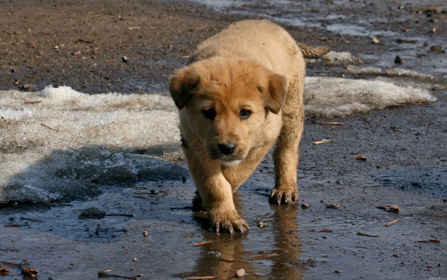 Обои картинки фото животные, собаки, лужи, щенок, грязь, снег