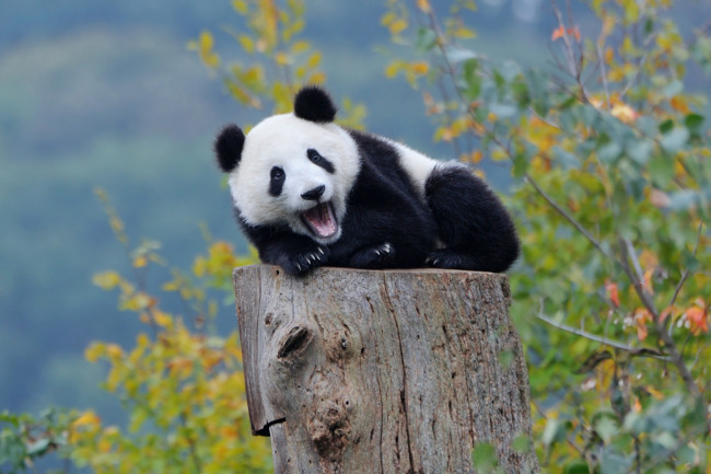 Обои картинки фото животные, панды, осень, лес, медвежонок, панда