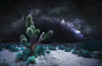 Картинка природа пустыни ночь