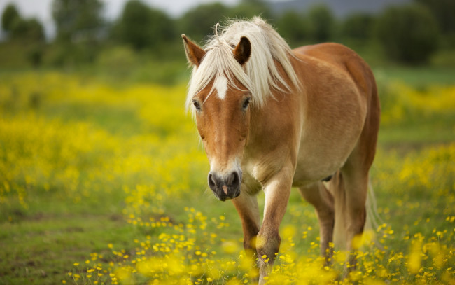 Обои картинки фото животные, лошади, конь, игреневый, луга, трава, цветы