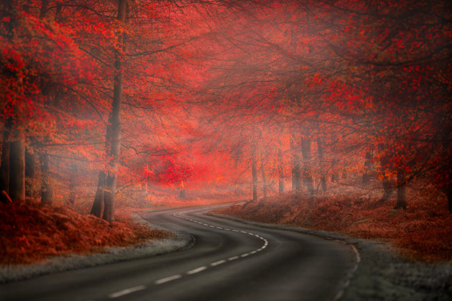 Обои картинки фото природа, дороги, fog, road, forest, red, туман, осень, beauty, nature, leaves, дорога, лес