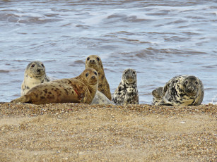 обоя животные, тюлени,  морские львы,  морские котики, берег, песок, водоем, много