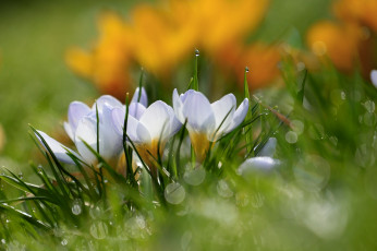 Картинка цветы крокусы капли весна