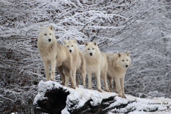 Картинка животные волки +койоты +шакалы стая белые зима природа