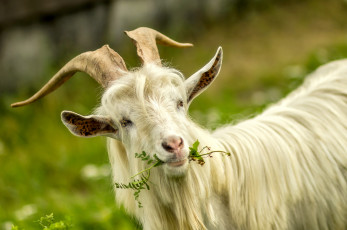 Картинка животные козы природа трава рога козел