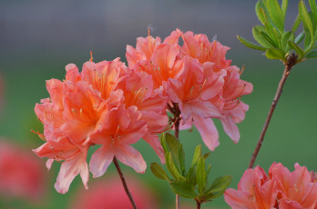 Картинка цветы рододендроны+ азалии цветение весна природа рододендрон