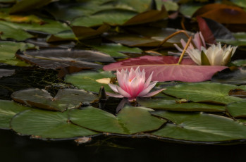 Картинка цветы лилии+водяные +нимфеи +кувшинки вода цветение листья кувшинка природа