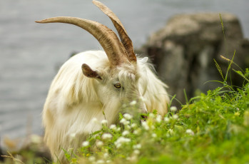Картинка животные козы природа животное трава рога козел