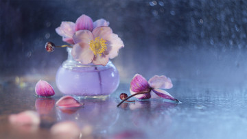 Картинка цветы анемоны +сон-трава ваза боке
