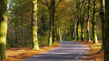 Картинка природа дороги разметка шоссе деревья