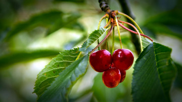 Картинка природа Ягоды вишни ветка