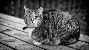 Картинка животные коты черно-белое фото взгляд отдых