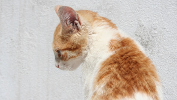 Картинка животные коты морда анфас стена