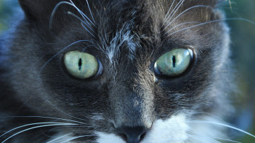 Картинка животные коты морда взгляд