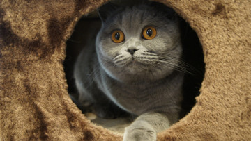 Картинка животные коты морда взгляд