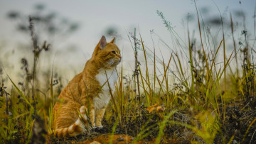 Картинка животные коты рыжий цвет растения анфас
