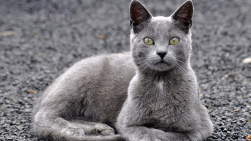 Картинка животные коты взгляд профиль серый цвет асфальт отдых