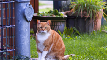 Картинка животные коты взгляд трава растения улица
