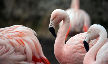 Картинка животные фламинго птица перья природа розовый