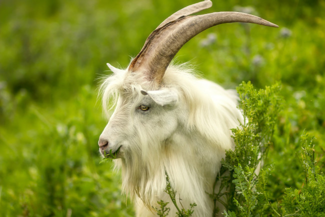Обои картинки фото животные, козы, козел, природа, животное, рога, трава