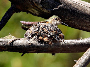 Картинка hummer nesting животные колибри