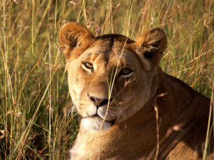 Картинка lion masai mara game reserve kenya животные львы