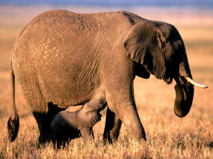 Картинка pachyderm parenting african elephants животные слоны
