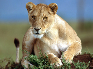 обоя predatory, stare, lioness, животные, львы