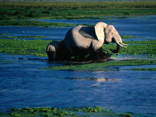 обоя relaxing, bath, african, elephant, животные, слоны
