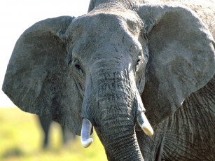 обоя second, glance, african, elephant, животные, слоны