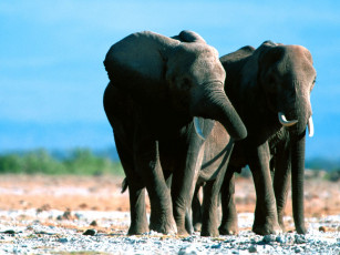 обоя side, by, животные, слоны