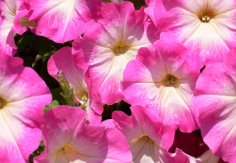 Картинка цветы петунии калибрахоа яркий пестрый розовый