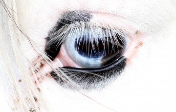 Картинка разное глаза голубой белый конь ресницы