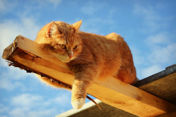 Картинка garfield животные коты рыжий кот котэ доска
