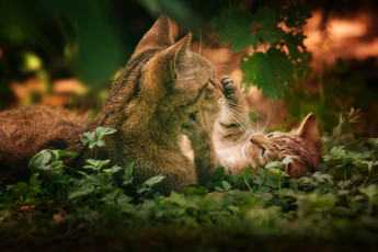 Картинка животные дикие кошки материнство трава котёнок кошка с котёнком
