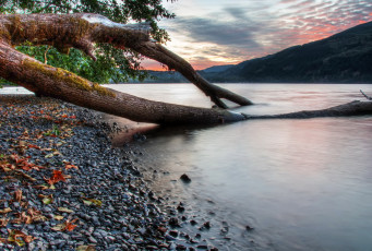 Картинка природа реки озера канада озеро камни дерево листья