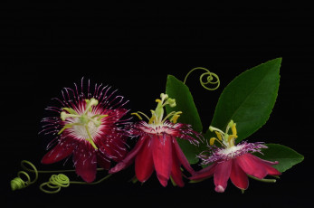 Картинка цветы пассифлора трио макро