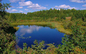 Картинка природа реки озера озеро лес