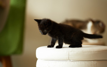 Картинка животные коты чёрный котёнок малыш пуф