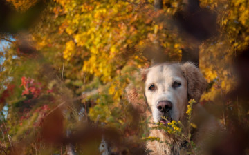Картинка животные собаки осень