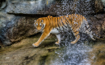 Картинка животные тигры кошка