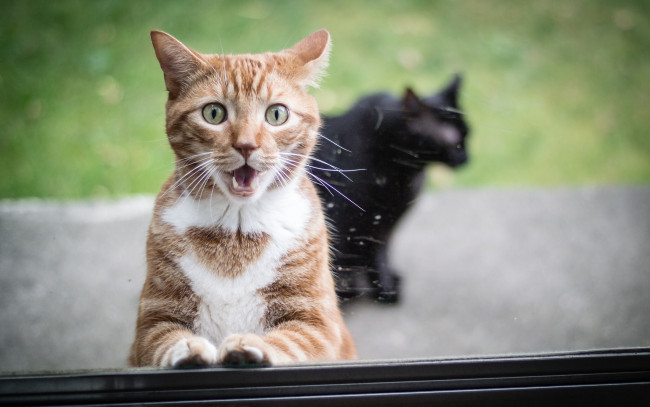 Обои картинки фото животные, коты, рыжий, кот, стекло, окно, удивление