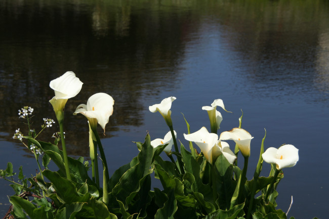 Обои картинки фото цветы, каллы, пруд