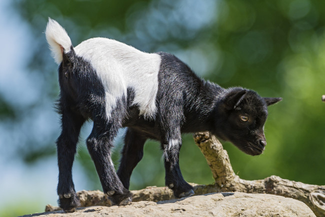 Обои картинки фото животные, козы, пятнистый, малыш