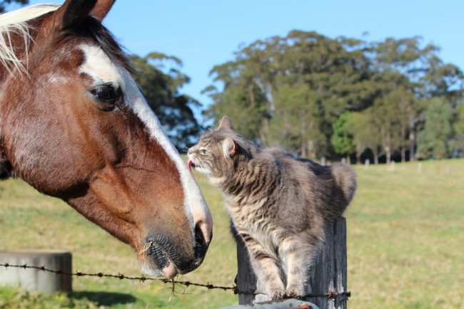Обои картинки фото животные, разные, вместе, конь, лошадь, друзья, кошка, кот, дружба