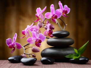 Картинка разное ракушки +кораллы +декоративные+и+spa-камни спа камни вода орхидея листик