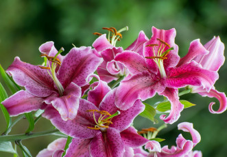Картинка цветы лилии +лилейники розовая цветение ветка цветки лепестки тычинки